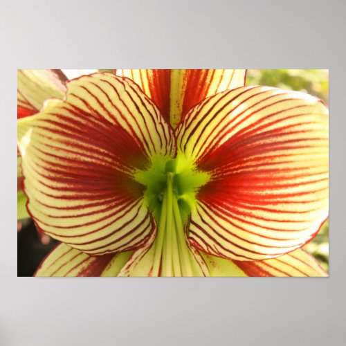 Butterfly Amaryllis Poster