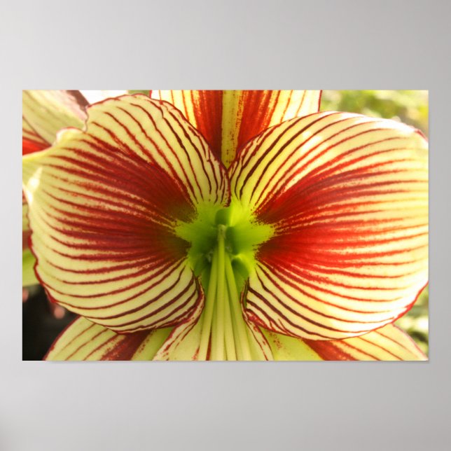 Butterfly Amaryllis Poster (Front)