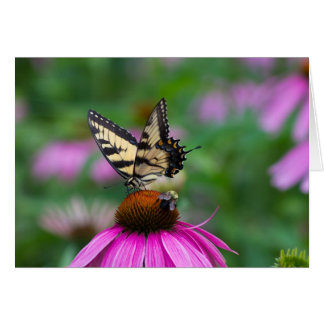 Butterfly and Bee Cards