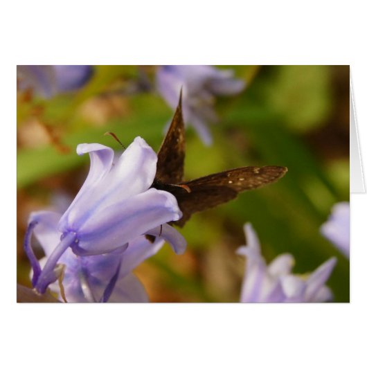 Butterfly and Bluebells Cards (Front Horizontal)