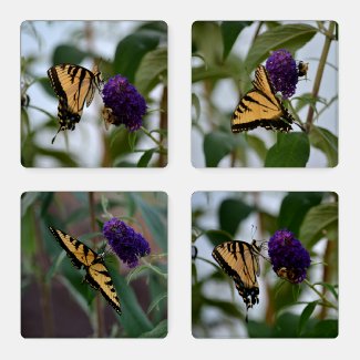 Butterfly and Bumblebee
