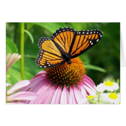 Butterfly and Cone Flower