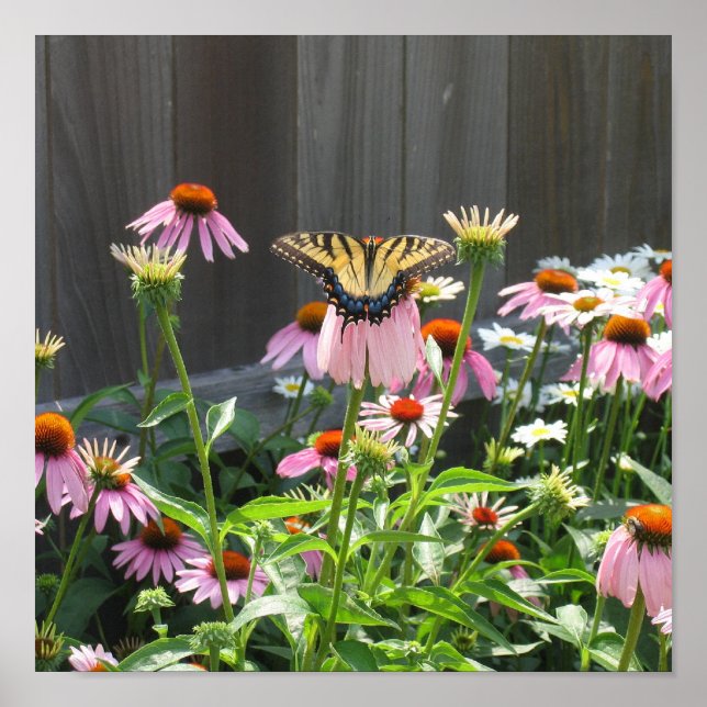Butterfly and Cone Flowers Poster (Front)