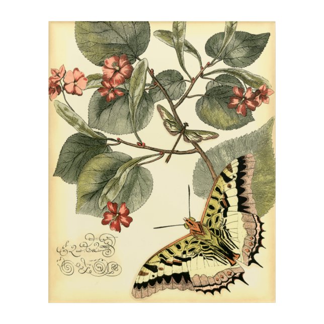 Butterfly and Dragonfly with Red Flowers Acrylic Print (Front)