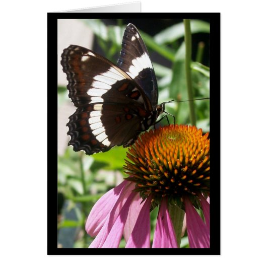 Butterfly and Echinacea Cards (Front)