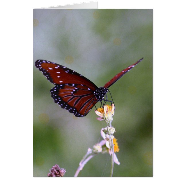 Butterfly and Flower Cards (Front)