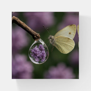 Butterfly and Lilac Flower Reflection in Raindrop Paperweight
