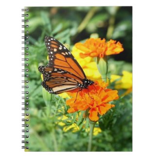 Butterfly and Marigold Flower Garden