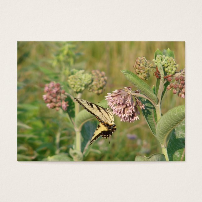 Butterfly and Milkweed (Front)