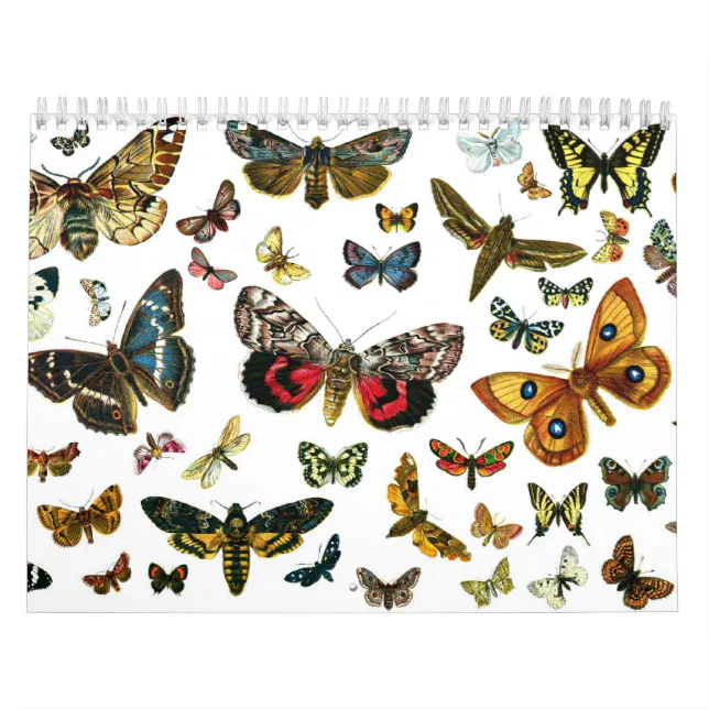 https://rlv.zcache.com/butterfly_and_moth_lithographs_calendar-r228b2a85fb4148e2ac4d5081c6a6f7a9_afe45f_8byvr_644.webp?rlvnet=1