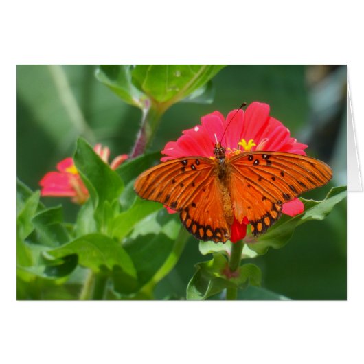 Butterfly and Pink Flower Cards (Front Horizontal)