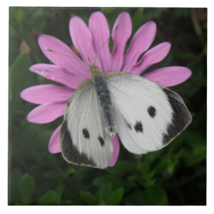 Butterfly and Pink Flower Tile