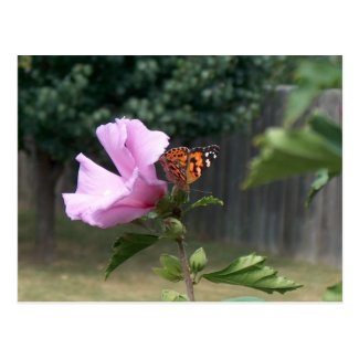 Butterfly and Rose of Sharon Postcard