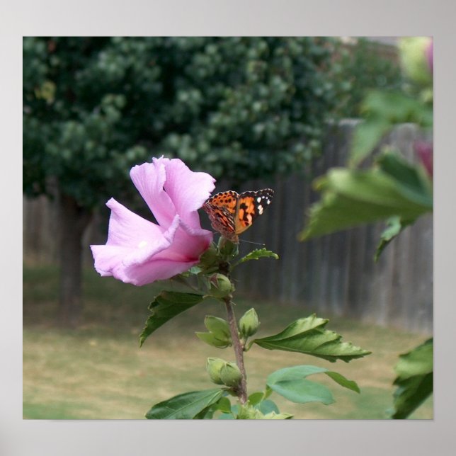 Butterfly and Rose of Sharon Poster (Front)