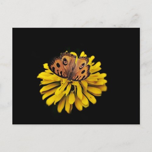 Butterfly and yellow flower postcard