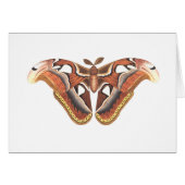 butterfly animal insect isolated (Front Horizontal)