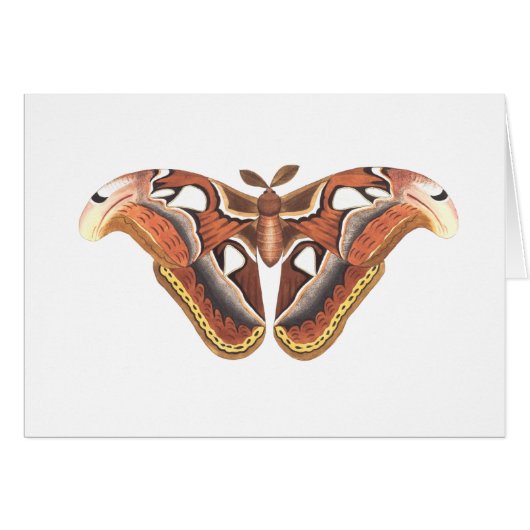 butterfly animal insect isolated (Front Horizontal)