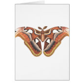 butterfly animal insect isolated (Front)