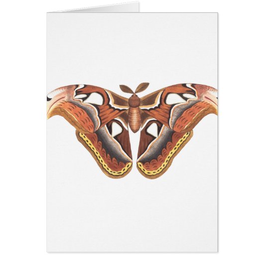 butterfly animal insect isolated (Front)