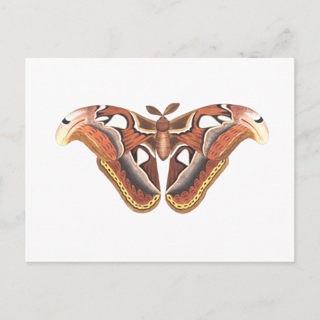 butterfly animal insect isolated postcard (Front)