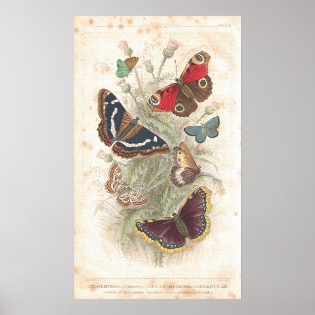 Butterfly Antique Lithograph print (Front)