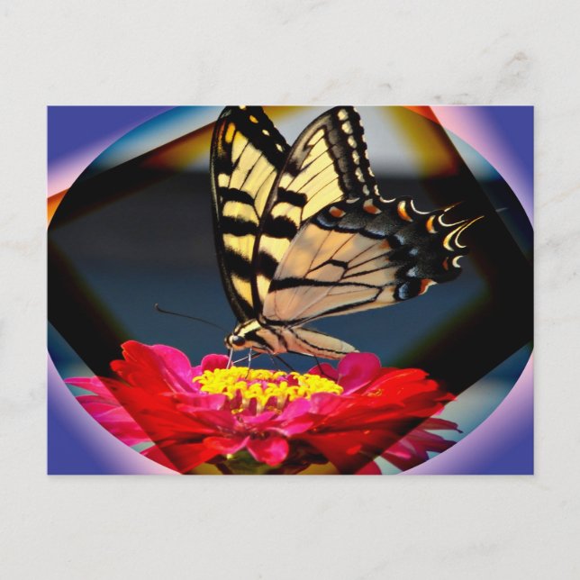 Butterfly art postcard (Front)