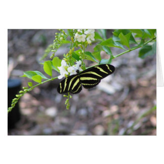 Butterfly at Rest Cards