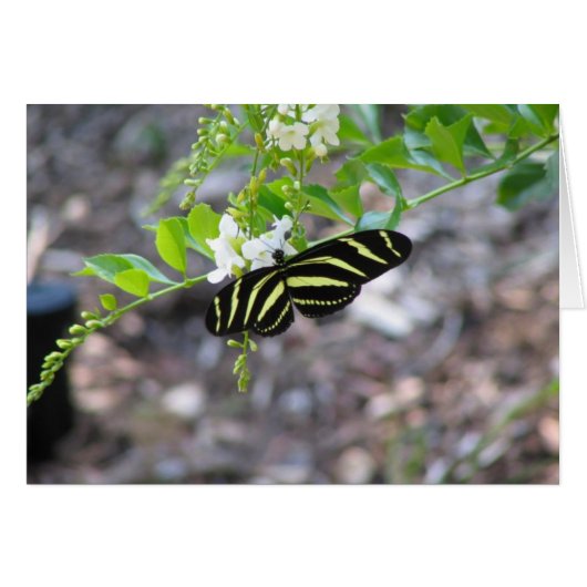 Butterfly at Rest Cards (Front Horizontal)