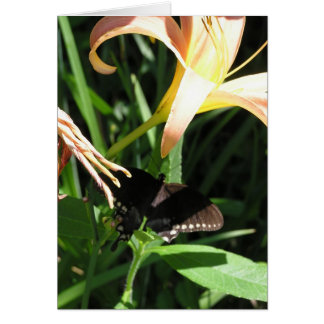 Butterfly at Rest Cards