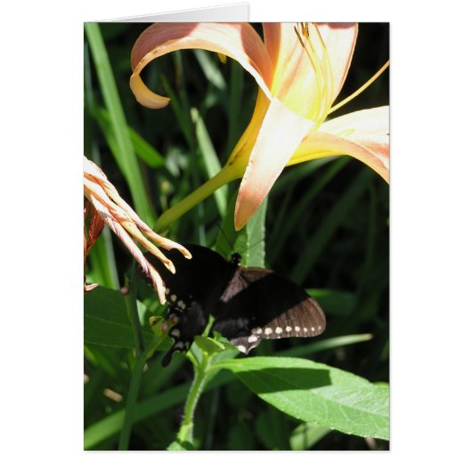 Butterfly at Rest Cards (Front)