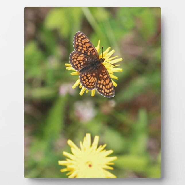 Butterfly - Beautiful! Plaque (Front)
