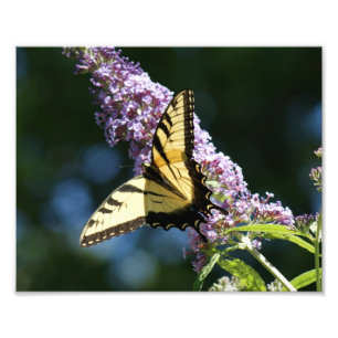 Butterfly Beauty 10x8 Photographic Print