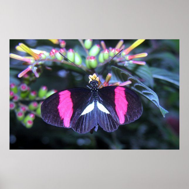 Butterfly Beauty Poster (Front)