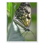 Butterfly Beauty Temporary Tattoos