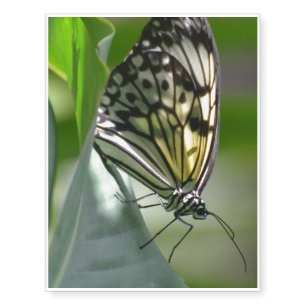 Butterfly Beauty Temporary Tattoos