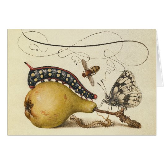 Butterfly Bee Fruit Insect Illustration (Front Horizontal)