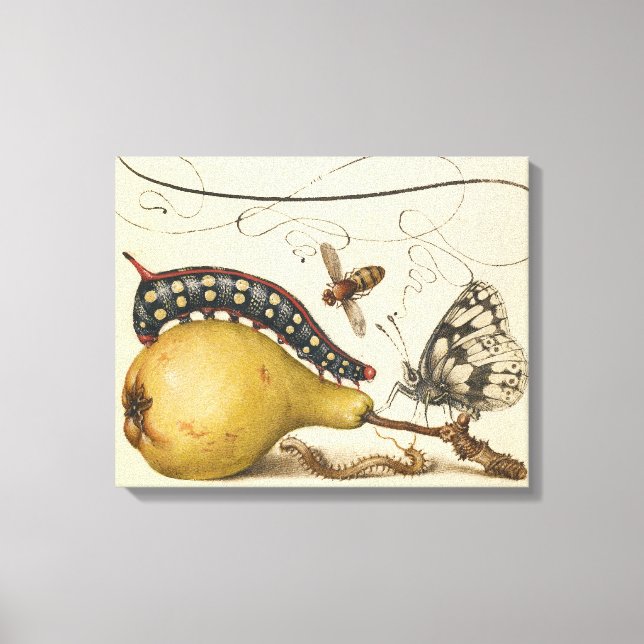 Butterfly Bee Fruit Insect Illustration Canvas Print (Front)
