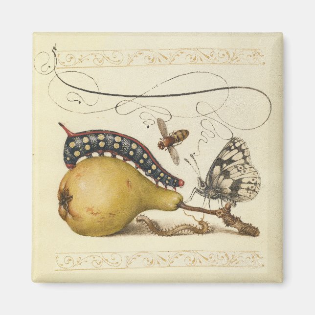Butterfly Bee Fruit Insect Illustration Magnet (Front)