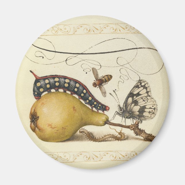 Butterfly Bee Fruit Insect Illustration Magnet (Front)