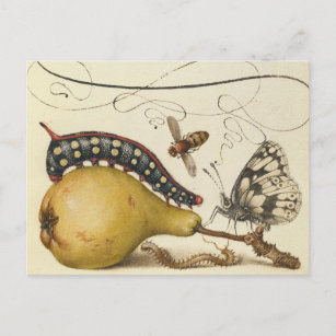 Butterfly Bee Fruit Insect Illustration Postcard