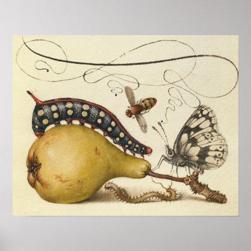 Butterfly Bee Fruit Insect Illustration Poster