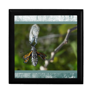 Butterfly Birth. Cocoon Monarch Butterfly Gift Box