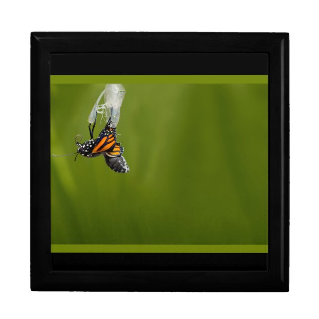 Butterfly Birth. Cocoon Monarch Butterfly Gift Box (Front)