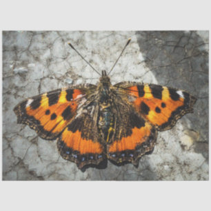Butterfly Birthday Tissue Paper