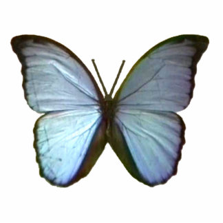 Butterfly Blue Freiburg Germany The MUSEUM Zazzle Statuette