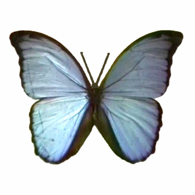 Butterfly Blue Freiburg Germany The MUSEUM Zazzle Statuette (Front)