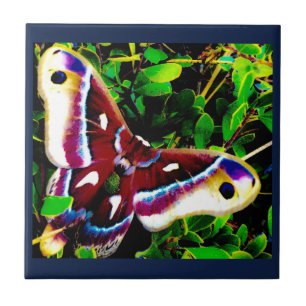 Butterfly Blues Tiles