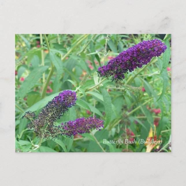 Butterfly Bush Buddleja Davidii Floral Postcard (Front)