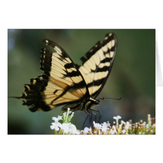"butterfly" by Larry Coressel Cards