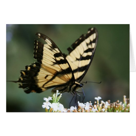 "butterfly" by Larry Coressel Cards (Front Horizontal)